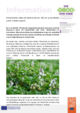 PM_Rhizobien.pdf